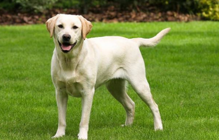 Λαμπραντόρ Ριτρίβερ Λαμπραντόρ Ριτρίβερ