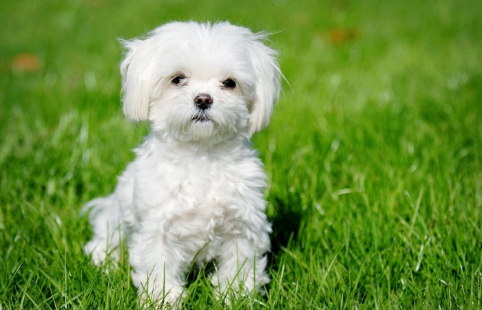 Μαλτέζ Μαλτέζ