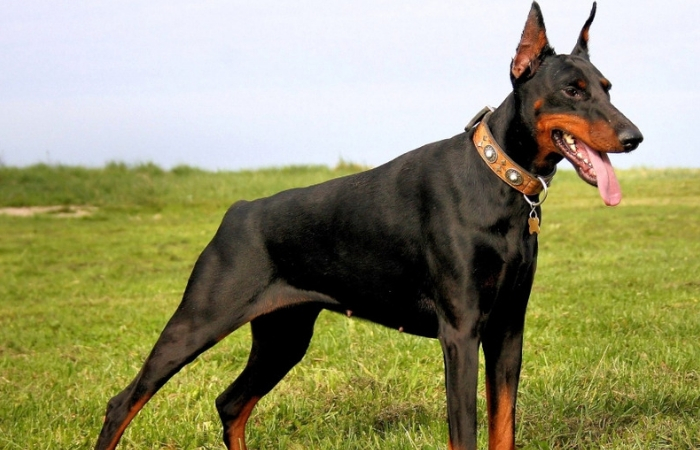 Ντόπερμαν Ντόπερμαν