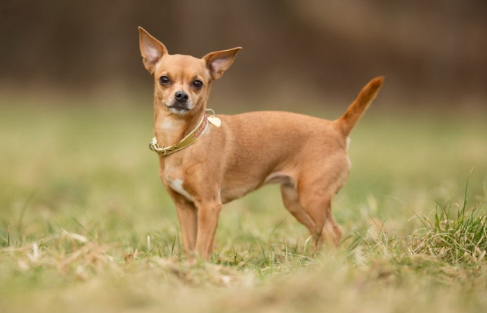 Τσιουάουα Τσιουάουα