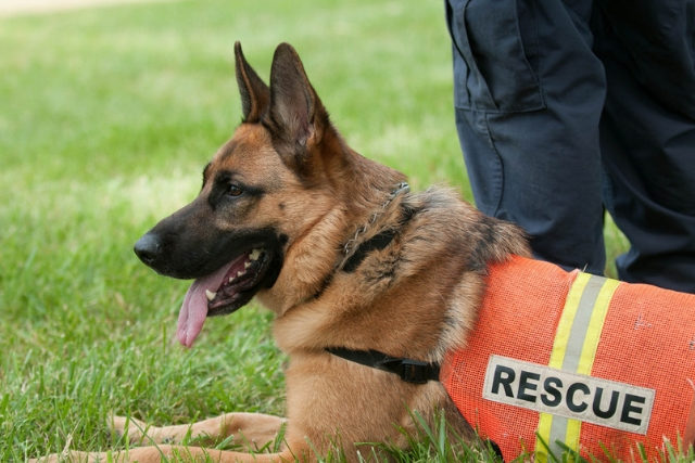 Search and Rescue Dog