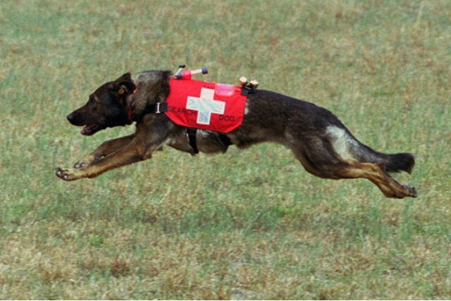 Σκύλος Αναζήτησης και Διάσωσης