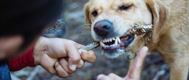Αντικείμενο με το οποίο μπορούμε να προστατευτούμε σε περίπτωση επίθεσης από σκύλο