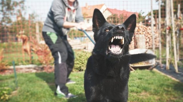 Μια επίθεση από σκύλο