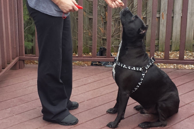 Εκπαίδευση Τυφλού Σκύλου