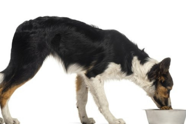 Σκύλος και Ρουτίνα