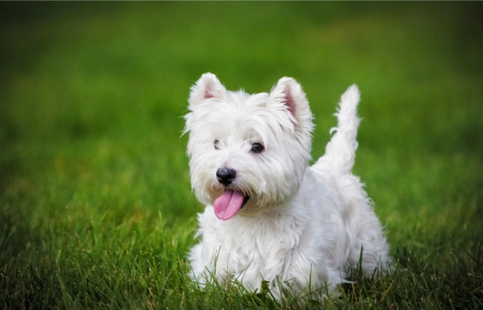 Γουέστ Χάιλαντ Τεριέ