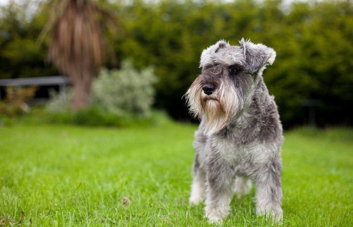 Σνάουτσερ Μίνι