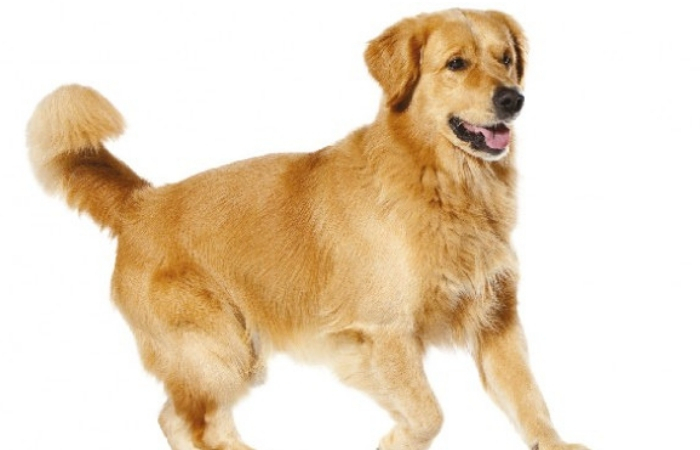 Γκόλντεν Ριτρίβερ Χαρακτηριστικά