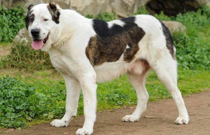 Κεντρικής Ασίας