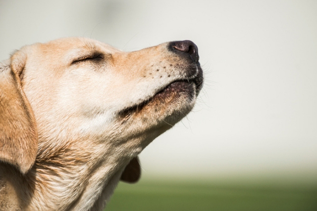 Σκύλος και Παραφυσικό