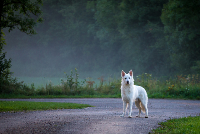 Σκύλος και Παραφυσικό