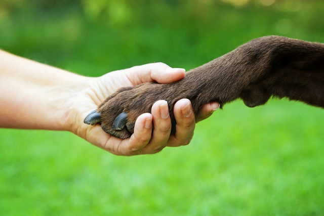Συμπαράσταση στον Σκύλο
