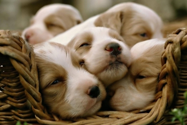 Όνειρα και Σκύλος