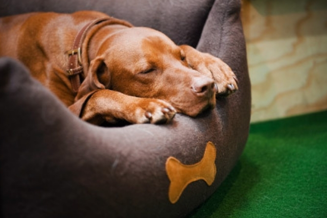 Όνειρα και Σκύλος