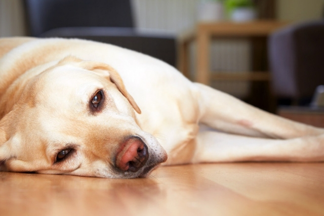 Υγεία Σκύλου