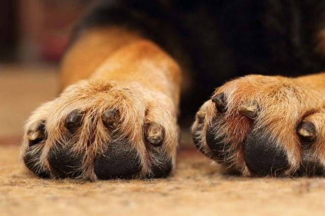 Ιδρώτας και Σκύλοι