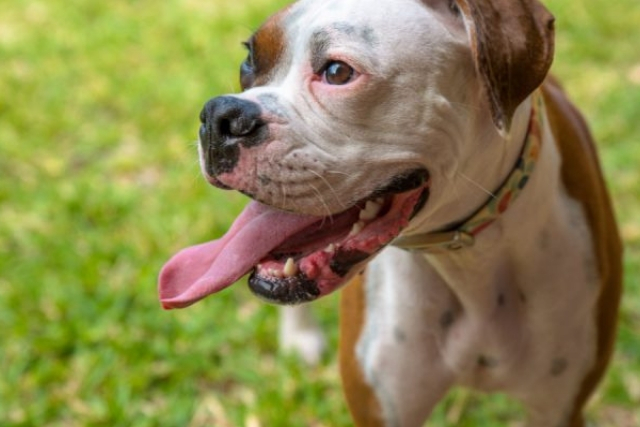 Ιδρώτας και Σκύλοι