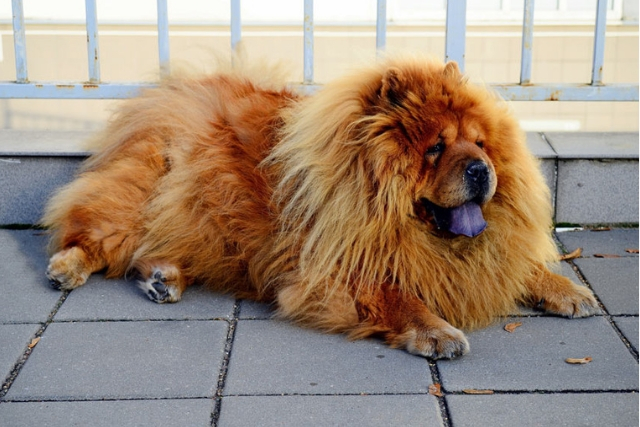 Ιδρώτας και Σκύλοι