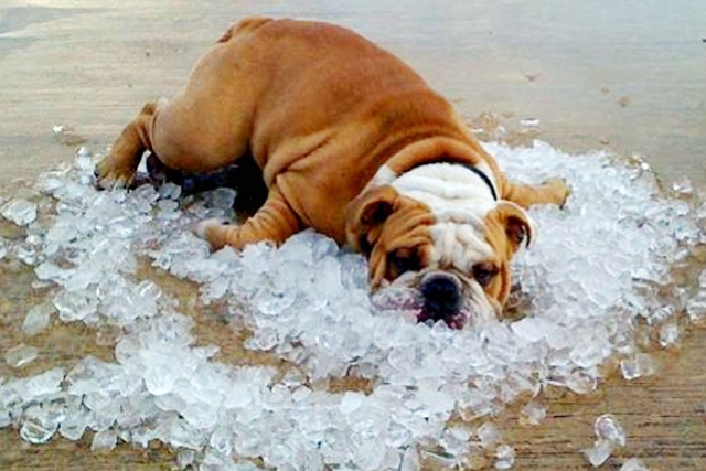 Ιδρώτας και Σκύλοι