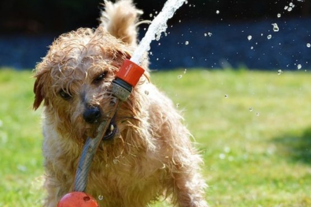 Ιδρώτας και Σκύλοι