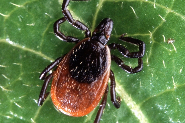 Νόσος Lyme και Σκύλοι