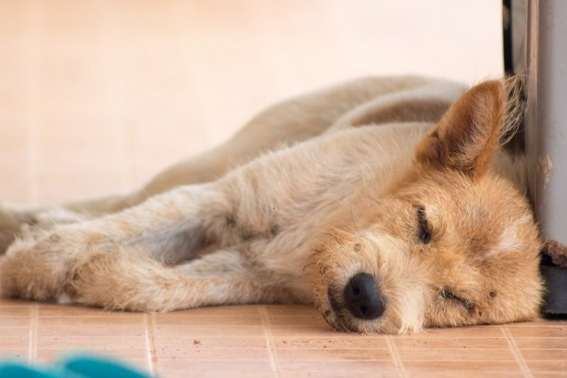 Νόσος Lyme και Σκύλοι