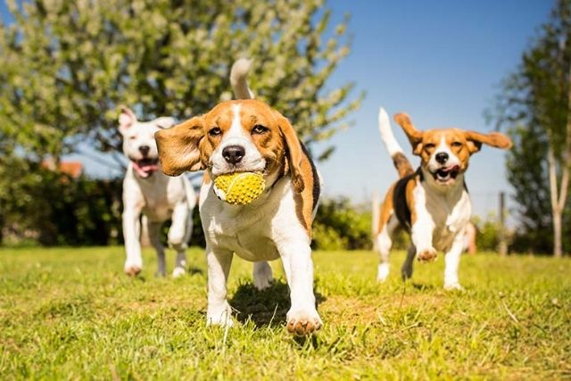 Η φυσική άσκηση στους σκύλους
