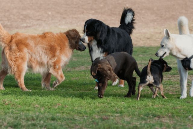 Κοινωνικοποίηση και Σκύλοι