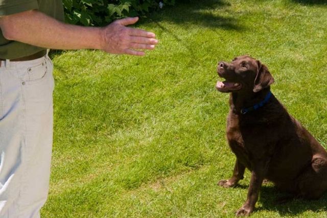 Εκπαίδευση Σκύλου