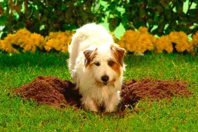 Σκάψιμο και Σκύλος