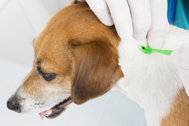 Νόσος Lyme και Σκύλοι