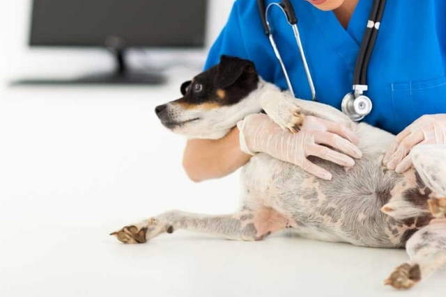 Νόσος Lyme και Σκύλοι