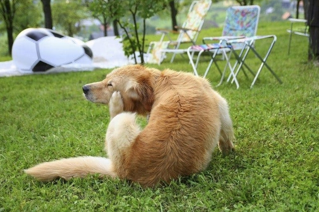 Νόσος Lyme και Σκύλοι