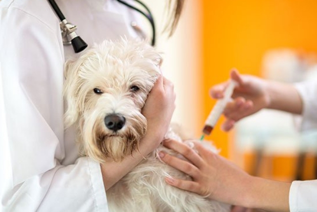 Νόσος Lyme και Σκύλοι