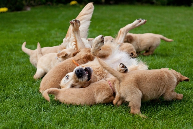 Κουτάβια και Μητρική Αγάπη