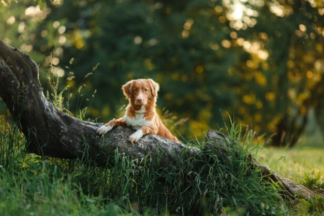 Νόσος Lyme και Σκύλοι