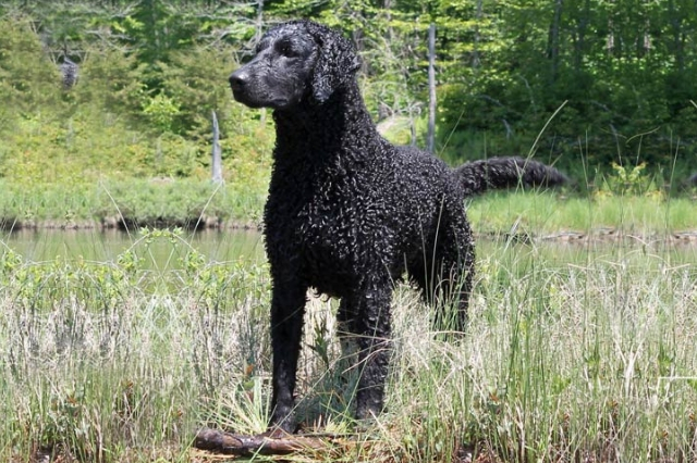 Σγουρόμαλλο Ριτρίβερ