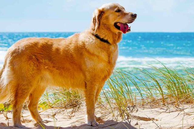 Γκόλντεν Ριτρίβερ