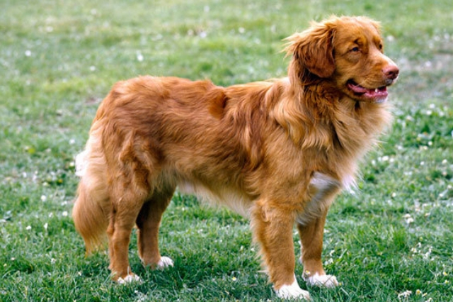 Ριτρίβερ Νέας Σκωτίας