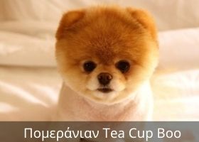 Pomeranian Tea Cup Boo1 Ράτσες